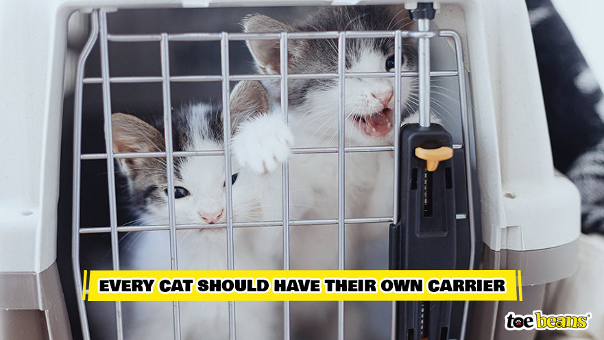 Multiple Cats in a Carrier Image by Toe Beans