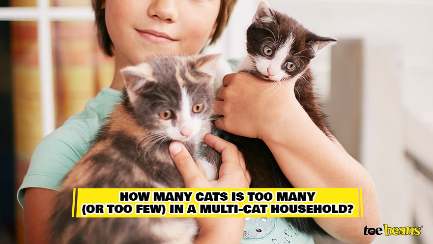 Multiple Cats in a Household Image by Toe Beans