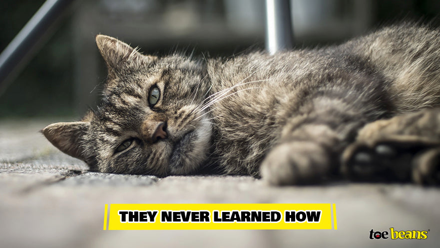 Never Learned How