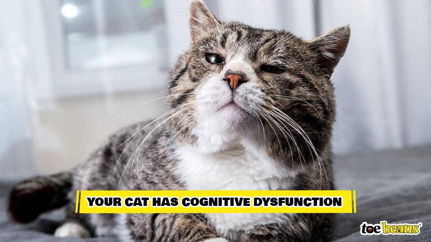 Older Cat Experiencing Cognitive Dysfunction Image by Toe Beans