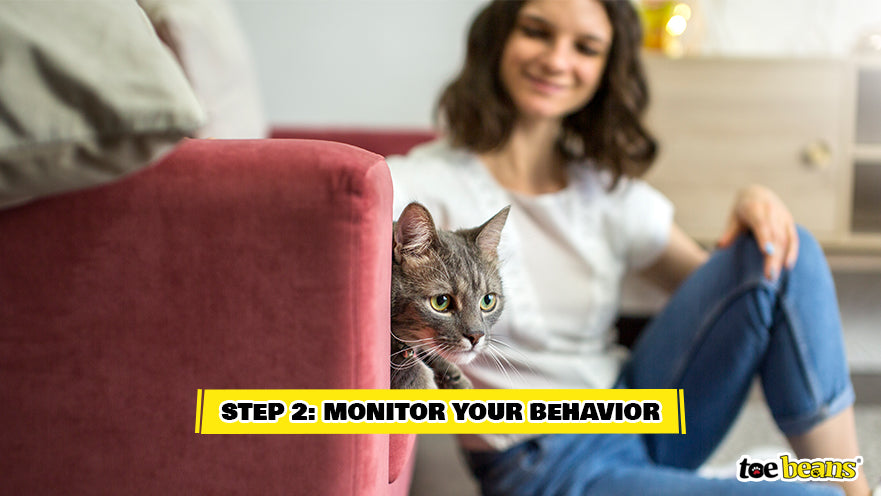 Owner Slowly Approaching Their Cat Image by Toe Beans