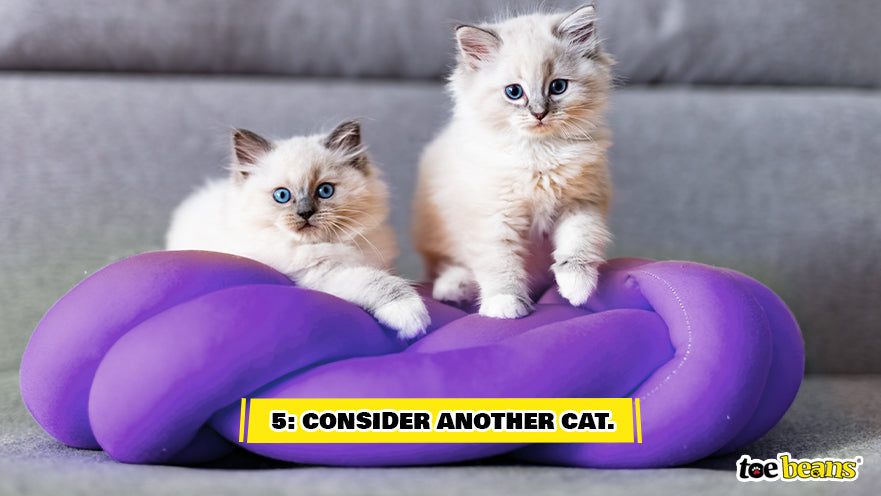 Pair of Cats Image by Toe Beans