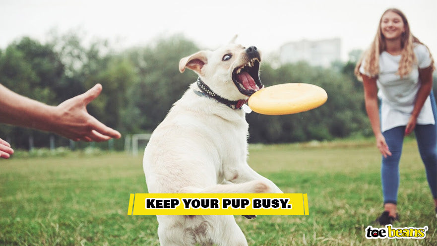People Playing With Their Dog Image by Toe Beans
