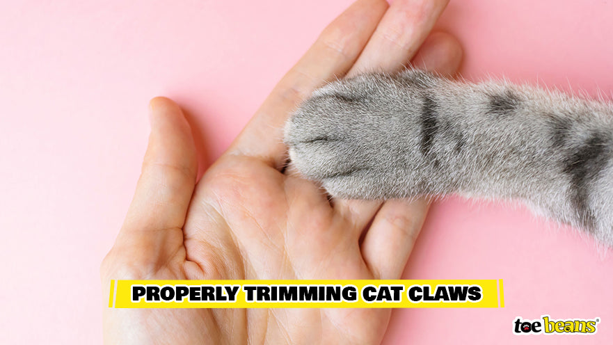Perfectly Trimming Cat Claws