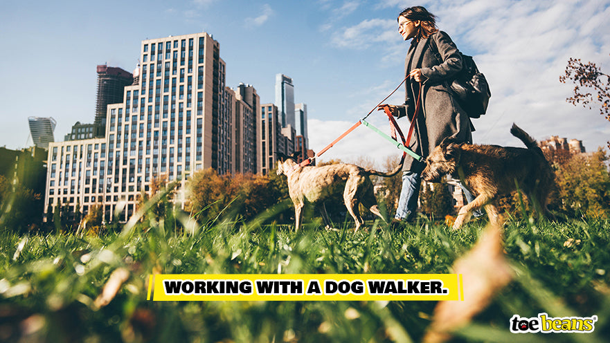 Professional Dog Walker Image by Toe Beans