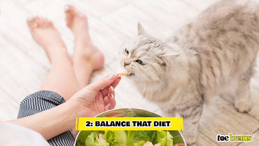 Providing Cat Balanced Diet Image by Toe Beans