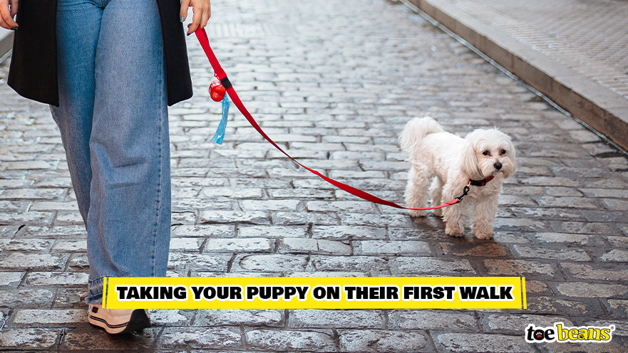 Puppy on a Walk Image by Toe Beans