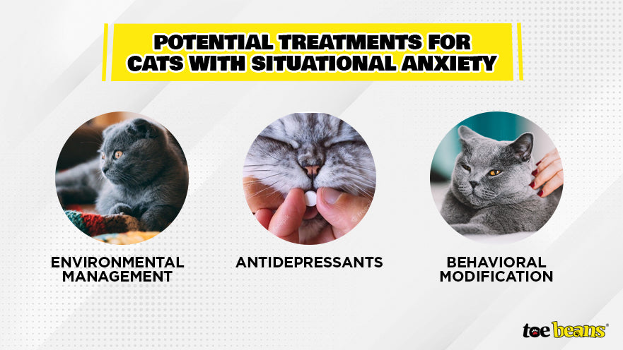 Relieve Situational Anxiety in Cats