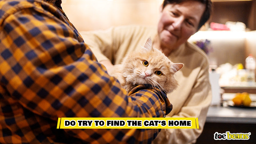 Reuniting a Cat With Their Owner Image by Toe Beans