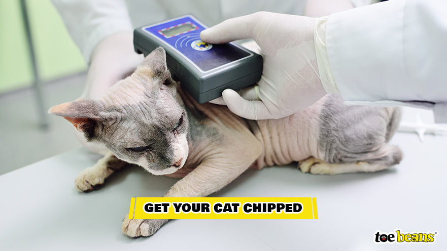 Scanning a Cat For a Microchip Image by Toe Beans