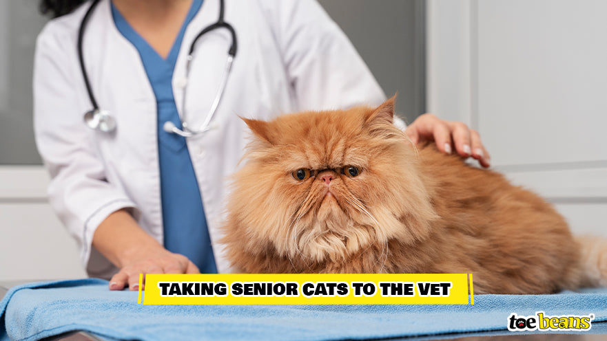 Senior Cat at the Vet Image by Toe Beans