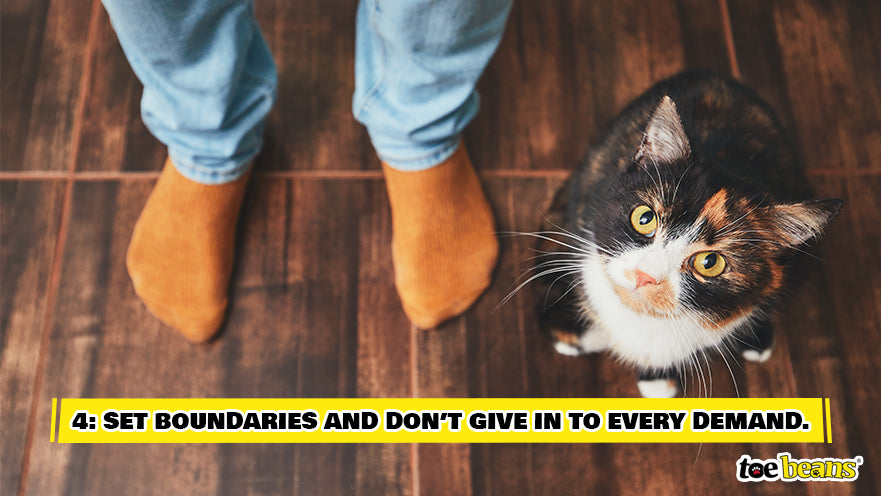 Setting Boundaries With Cat Image by Toe Beans