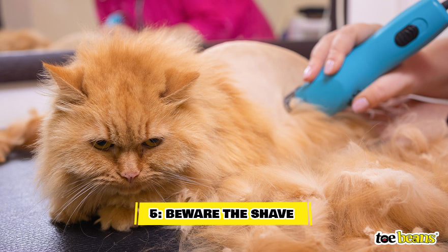 Shaving Long Haired Cat Image by Toe Beans