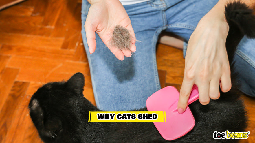 Shedded Cat Hair Image by Toe Beans