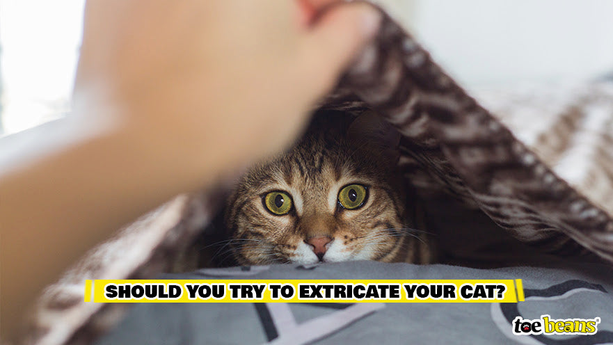 Should You Try To Extricate Your Cat Image by Toe Beans