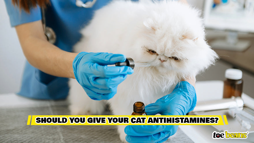 Should You Give Your Cat Antihistamines Image by Toe Beans