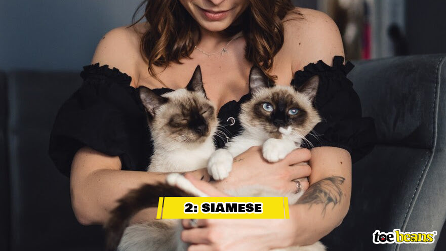 Siamese Cats Image by Toe Beans