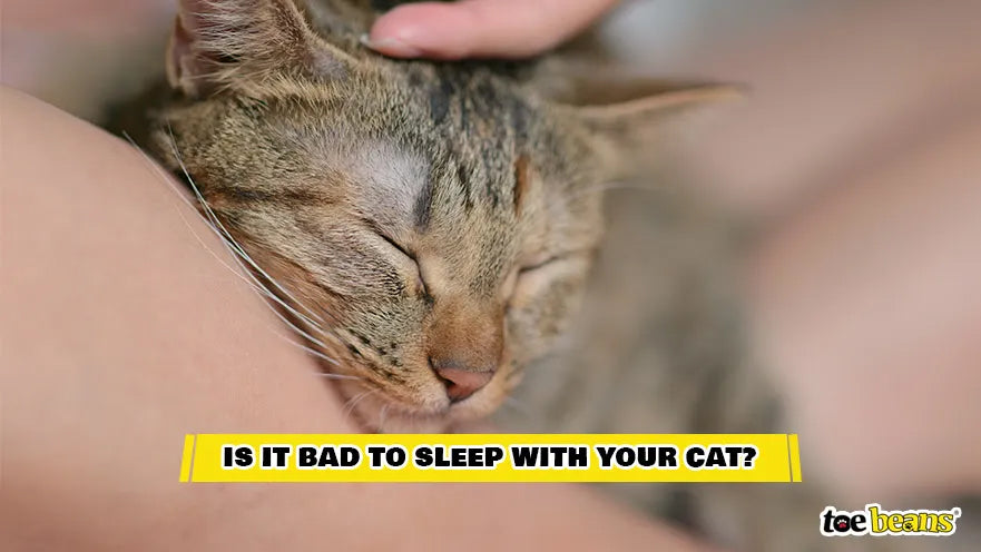 Sleeping With a Cat Image by Toe Beans