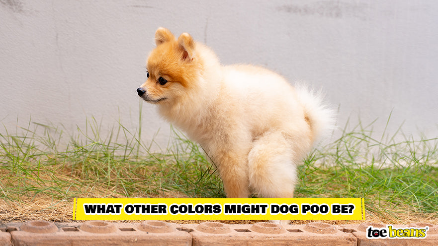 Small Dog Having a Bowel Movement Image by Toe Beans