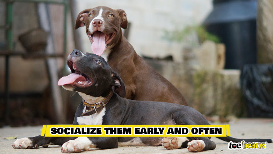 Socialize Them Early And Often Image by Toe Beans