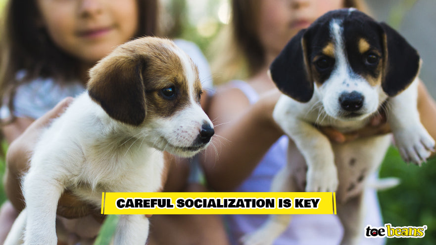 Socializing Young Puppies Image by Toe Beans