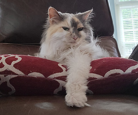 Sosa the cat