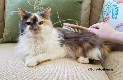 Sosa cat with the EarthCare Shiner brush by toe beans