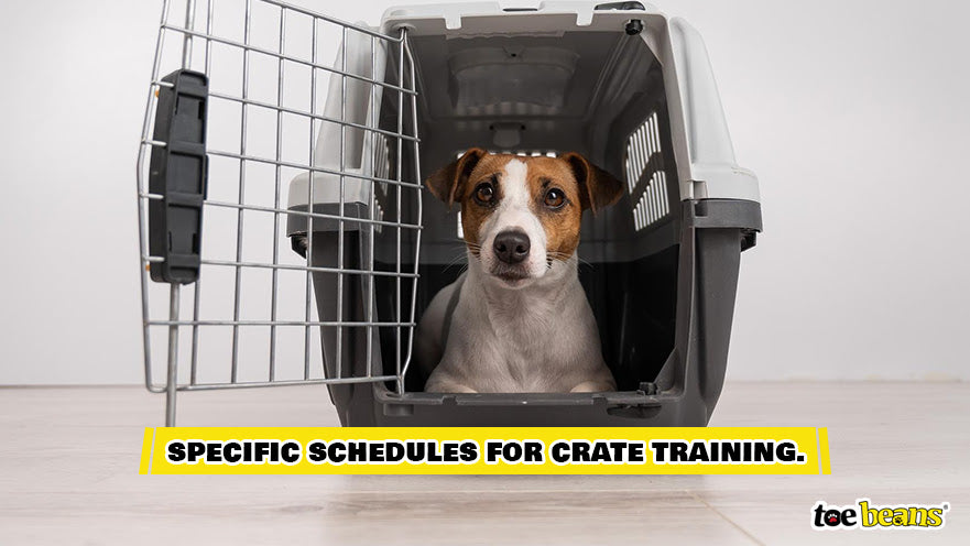 Specific Schedules for Crate Training Image by Toe Beans