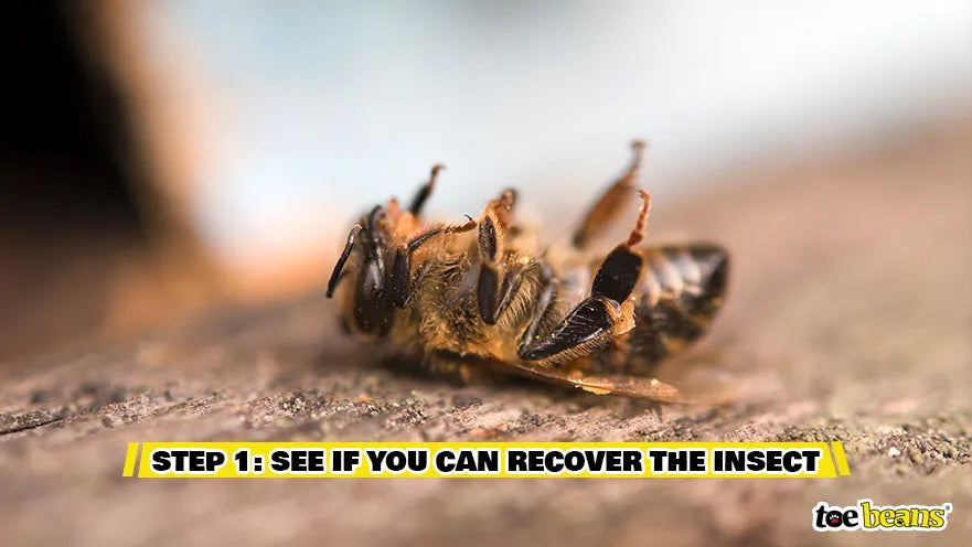 Step 1 See If You Can Recover the Insect Image by Toe Beans