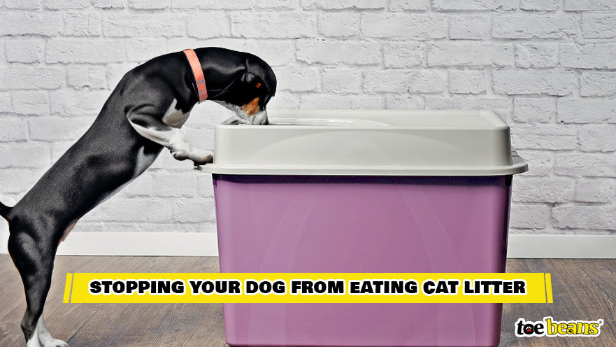Stopping a Dog From Eating Cat Litter Image by Toe Beans