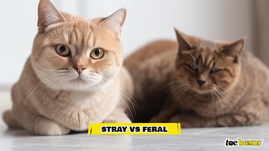 Stray vs Feral Cats Image by Toe Beans