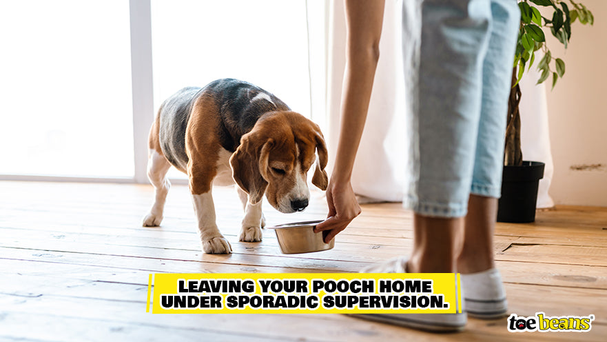 Supervising Dog at Home Image by Toe Beans