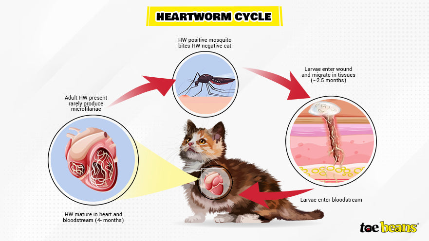 The Heartworm Cycle in Cats Image by Toe Beans