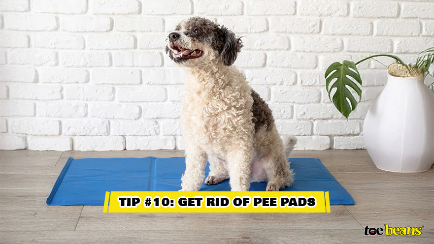 Tip 10 Get Rid Of Pee Pads Image by Toe Beans