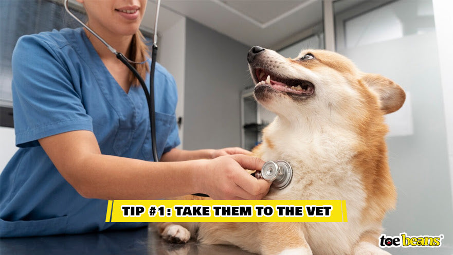 Tip 1 Take Them To The Vet Image by Toe Beans