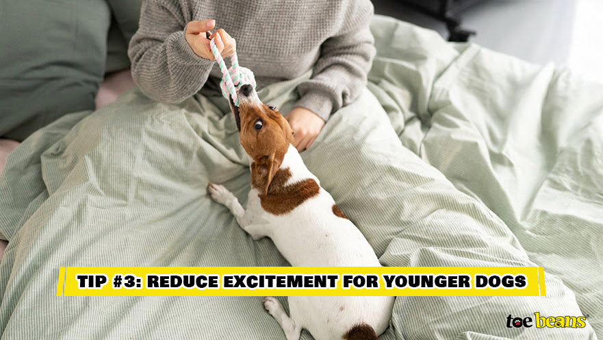 Tip 3 Reduce Excitement For Younger Dogs Image by Toe Beans