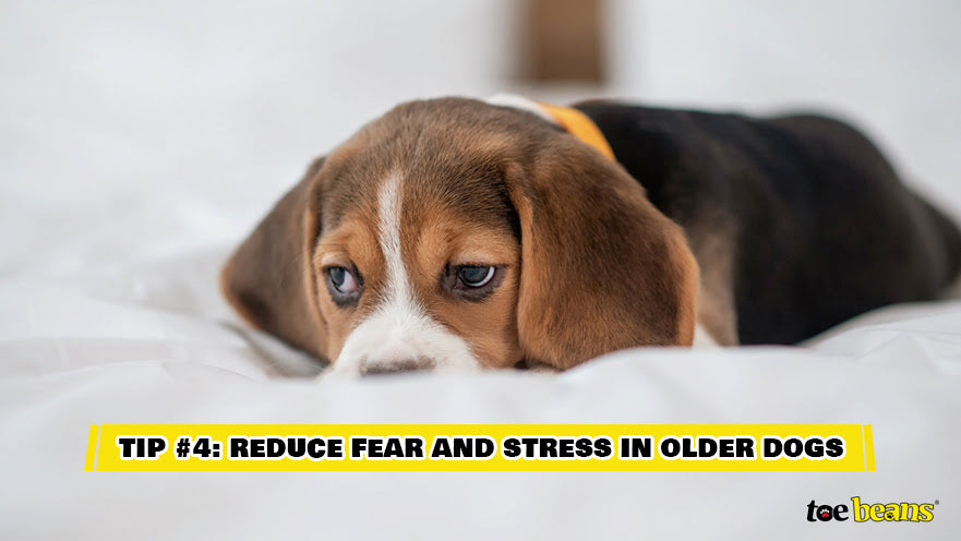 Tip 4 Reduce Fear And Stress In Older Dogs Image by Toe Beans