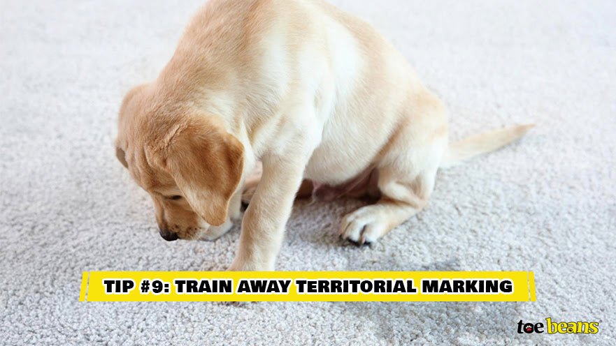 Tip 9 Train Away Territorial Marking Image by Toe Beans