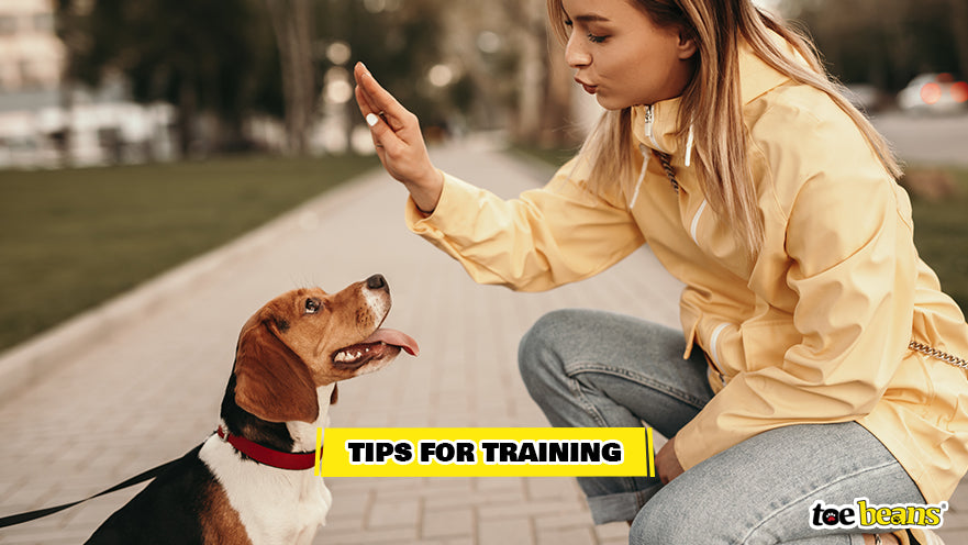 Training a Dog Image by Toe Beans