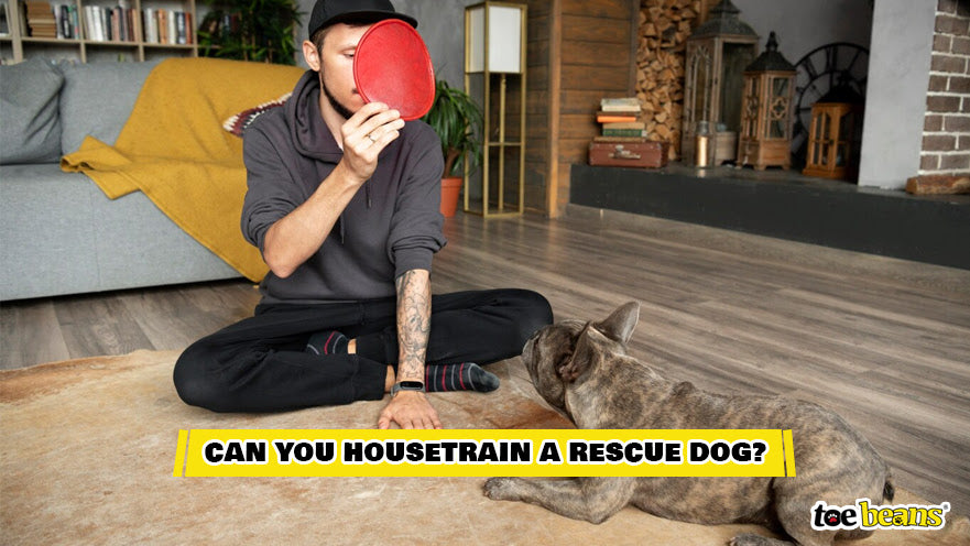 Training a Rescue Dog Image by Toe Beans