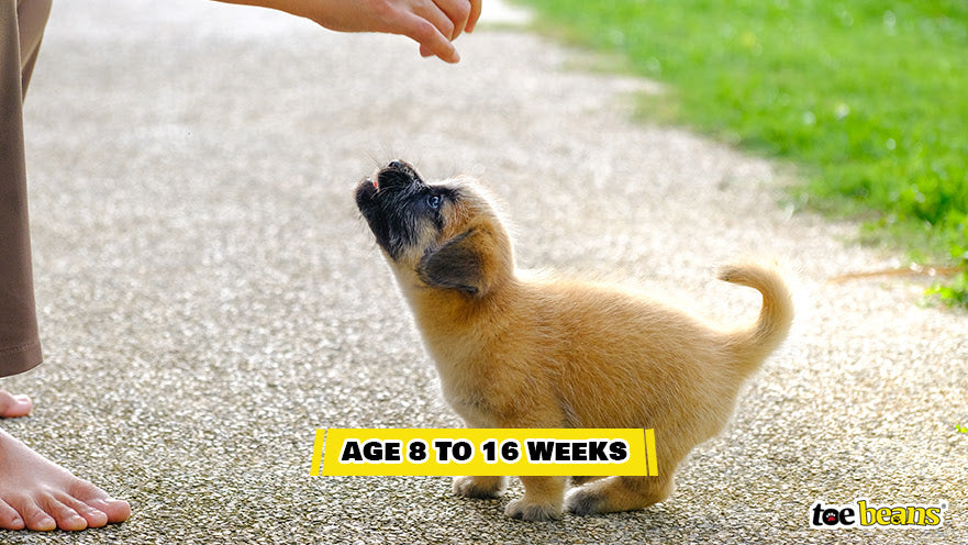 Training a Young Puppy Image by Toe Beans