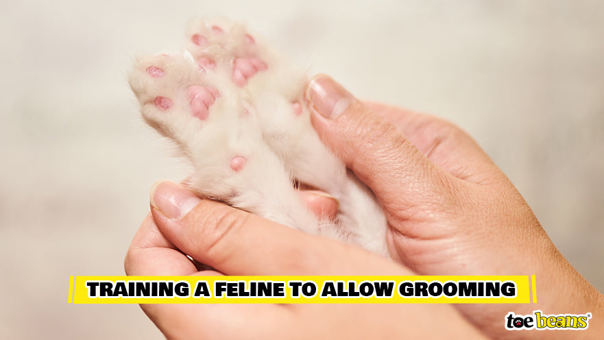 Training to Allow Grooming