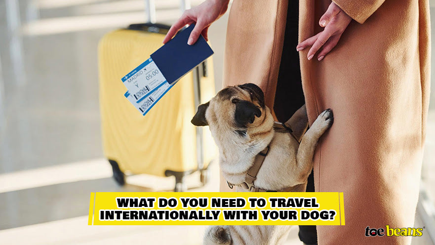 Traveling Internationally With A Dog Image by Toe Beans