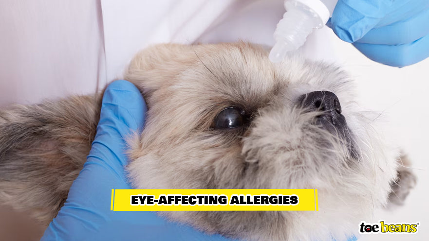 Treating Dog Allergies Image by Toe Beans