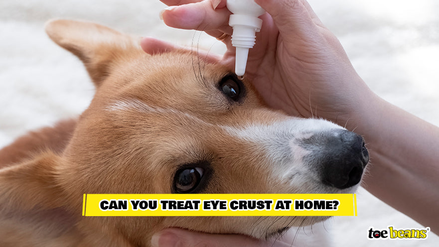 Treating Dog Eye Crust at Home Image by Toe Beans