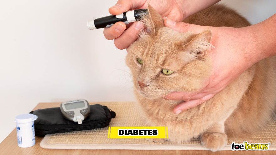 Treating a Cat For Diabetes Image by Toe Beans