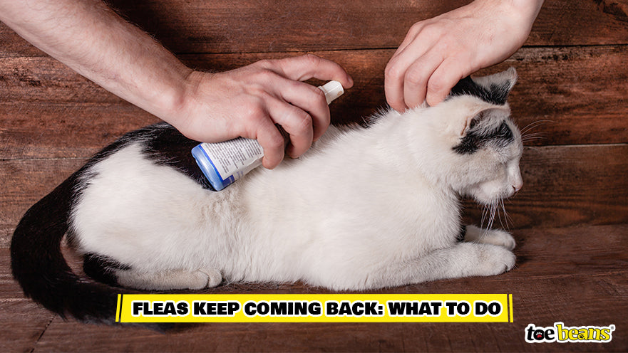 Treating a Cat for Fleas Image by Toe Beans