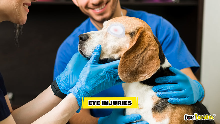Treating a Dog Eye Injury Image by Toe Beans