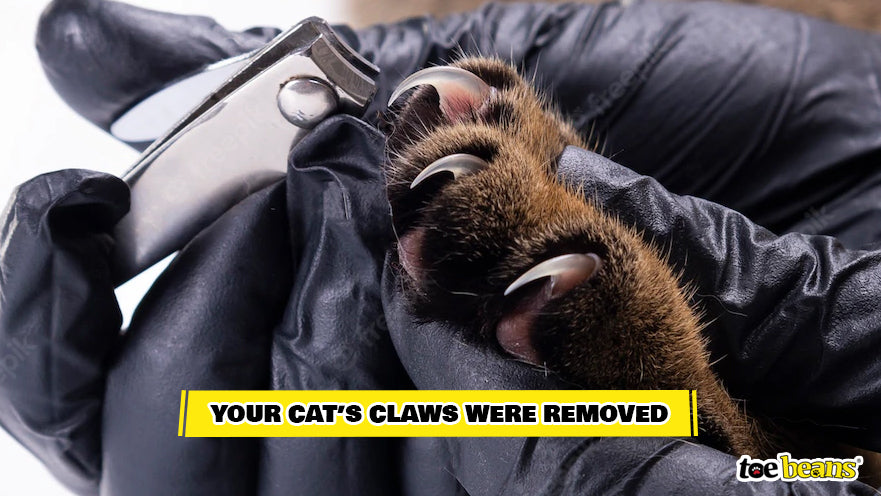 Trimming Cat Nails Image by Toe Beans
