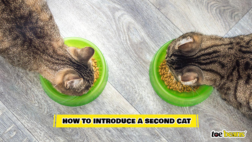 Two Cats Eating Together Image by Toe Beans